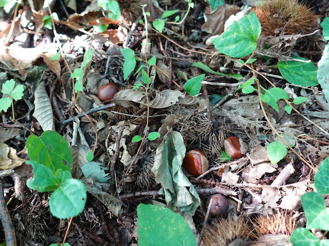 むきばんだ史跡公園の弥生の森