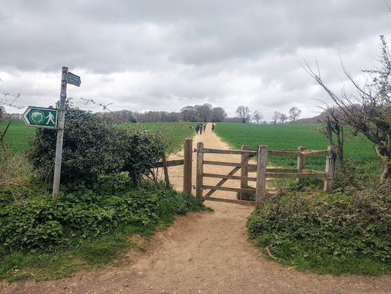 Cross Rousebarn Lane and climb the hill up to Dolly’s Wood