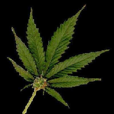 weed wallpaper. pictures of weed plants.