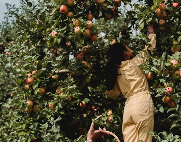 Farm girl lacy is picking apples from tree