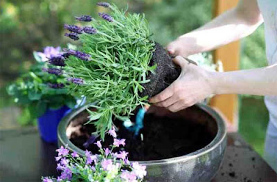 9 Cara  Menanam  Bunga  Lavender  di  Pot Paling Mudah 