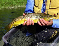 Brown trout from the Bitterroot in the spring