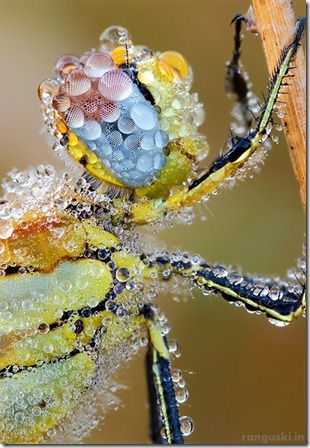 dew