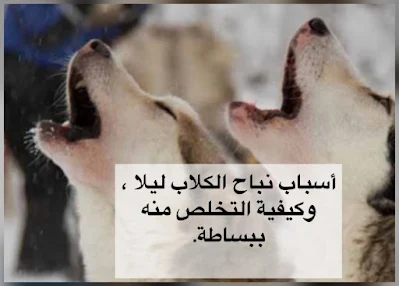 نباح الكلاب ليلا ، أسبابه وكيفية التخلص منه .