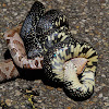 How Long Does A Black Widow Bite Take To Kill You - Killing a snake is a risk to your health and the law means ... / According to the same remember, a black widow's venom is meant for their insect meals, not for you.