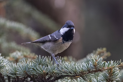 A playfull Coal Tit at Hymettus Mt, Athens