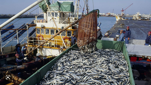  Maritime law policy analysis regarding illegal fishing