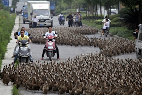 Farmers in China take their 5000 ducks out for a walk to a pond, funny ducks, animal news