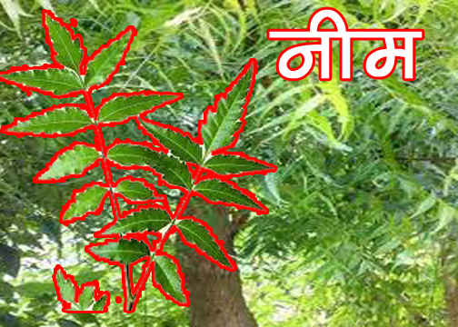 नीम के पत्ते का आयुर्वेदिक उपयोग leaves of the neem tree  uses in medicine. 