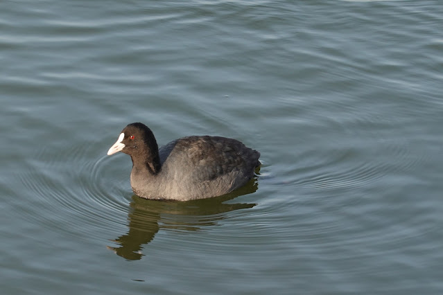 鳥取県東伯郡湯梨浜町松崎 アメリカオオバン