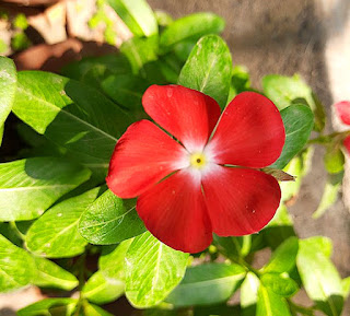 Red Catharanthus roseus