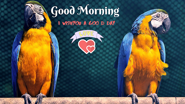 parrot Bird good morning Images 