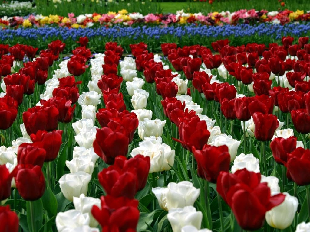 Taman Bunga Tulip Keukenhof Halaman Slamet Cahyadi