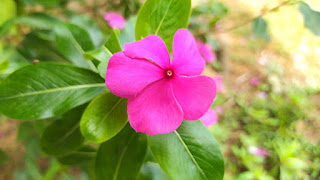 Bunga Tapak Dara (Catharanthus roseus )