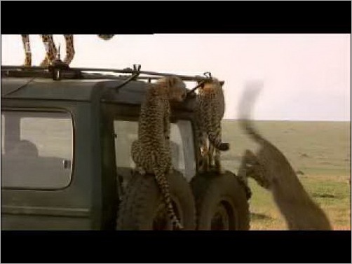 animals-attacking-cars-16