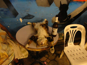 funny animals of the week, drunk cat