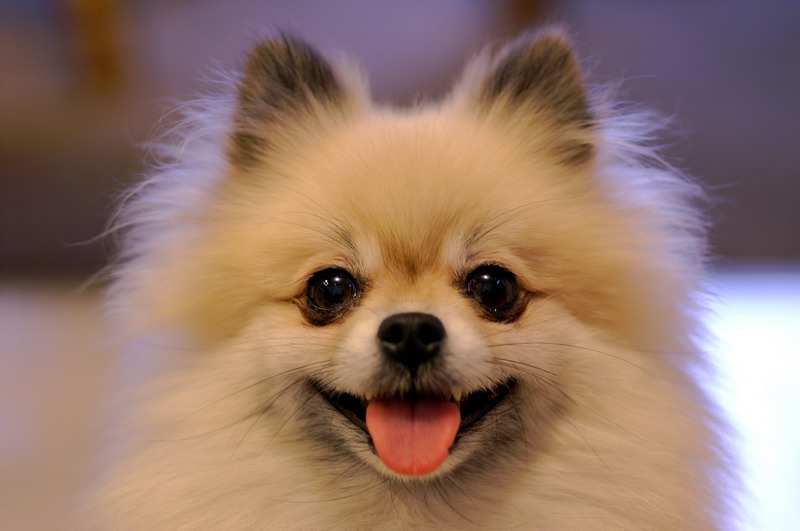 pomeranian wallpaper. Pomeranian Dog Directory