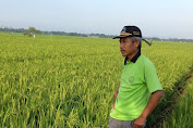 Petani Padi Keluhkan Hama Burung