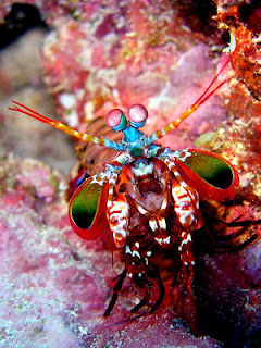ikan hias cantik indah : Mantis Shrimp