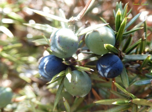 Coccole di Juniperus Communis - Ginepro