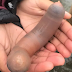 Thousands of 'Penis Fish' Spotted in California beach