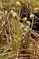 Cinnamon fern + Intermediate fern