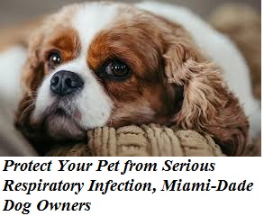 Protect Your Pet from Serious Respiratory Infection, Miami-Dade Dog Owners