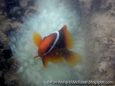 Tomato Clownfish (Amphiprion frenatus)