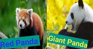 fact about panda in hindi
