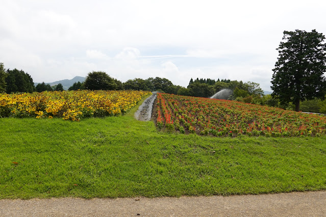 鳥取県西伯郡南部町鶴田　とっとり花回廊　花の丘