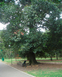 Roble sudamericano