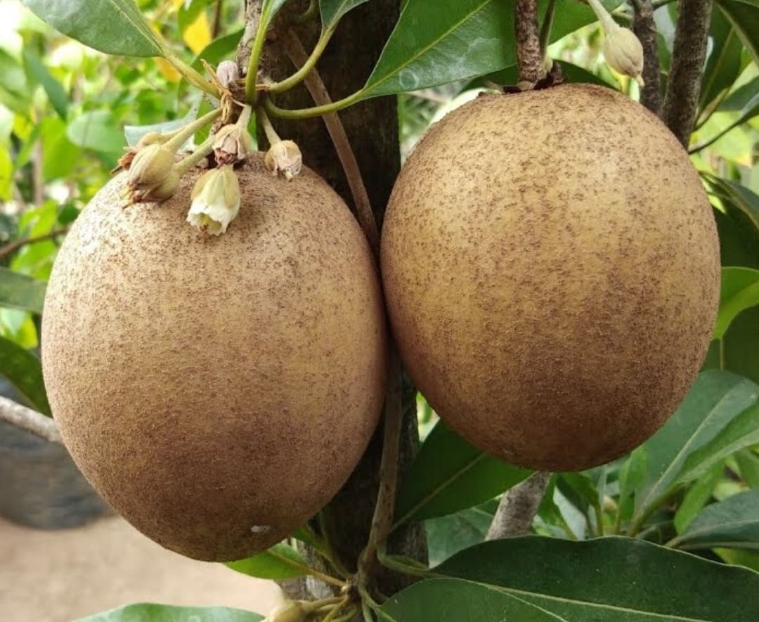 jual pohon buah bibit sawo jumbo yang baik pontianak Kotamobagu