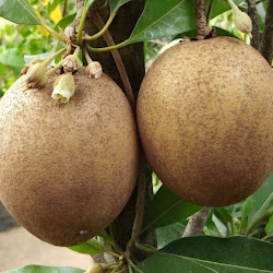 Bibit Tanaman Buah Sawo Jumbo Cepat Berbuah Malang