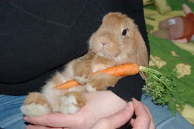 bunny and carrot, funny animal pictures, animal photos, funny animals