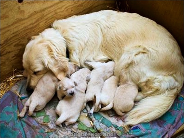 Care Guide For Growing A Healthy Golden Retriever Puppy Dogs