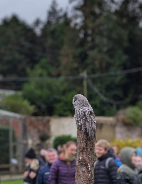 Thorp Perrow Owl Flying