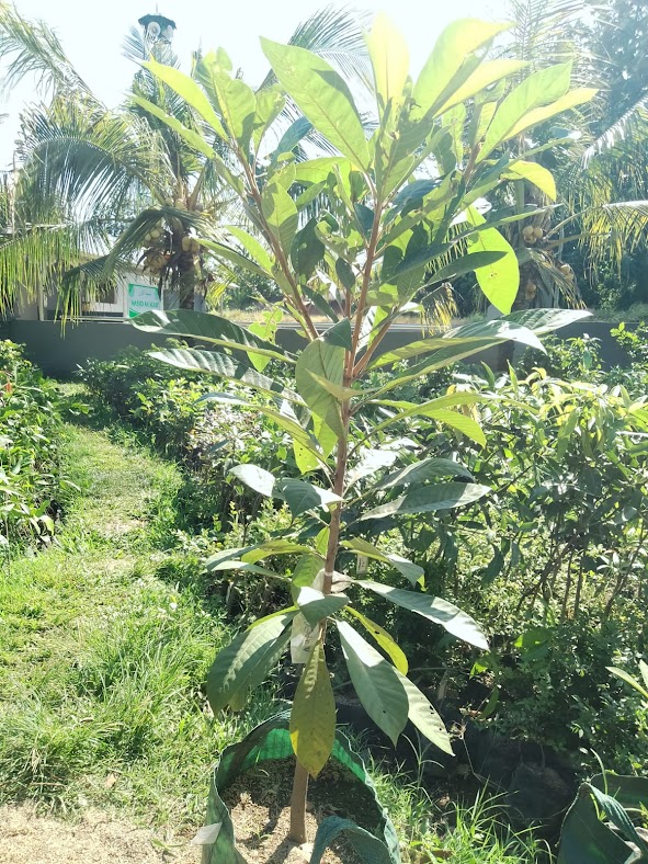 bibit sawo mamey sapote di pekanbaru