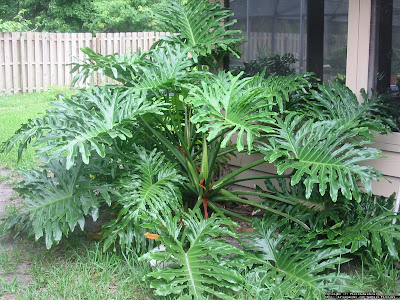 Guembé Philodendron bipinnatifidium