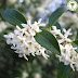 osmanthus burkwoodii