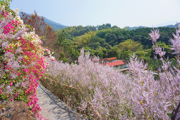 南投中寮粉紅山丘麝香木，瑰蜜甜心玫瑰園3千坪麝香木花海好夢幻