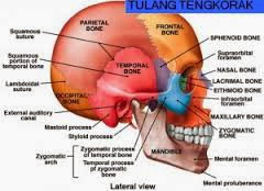 Susunan rangka tubuh manusia