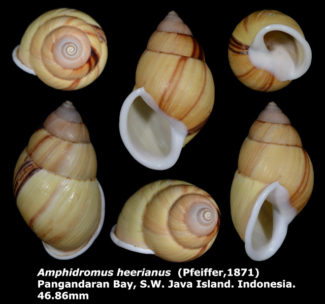 Amphidromus heerianus 46.86mm