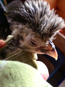Silver Laced Polish Chick Eye Worm Conjunctivitis 