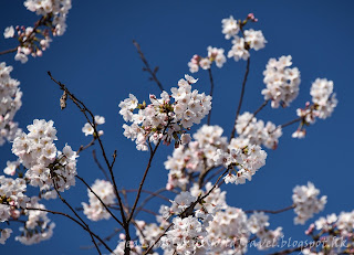 釜山沙上櫻花