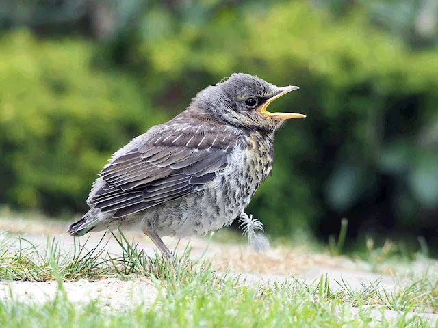 Fieldfare Turdus pilaris garden сад tree дерево plant цветок flower растение grow выращивание vegetable огород многолетние fruit seeds grass семена berry growing landscaping трава planting gardening perennial посадка cultivation shrub фрукт ягода куст озеленение многолетник овощеводство cадоводство