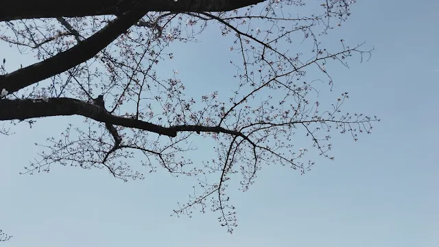 新横浜公園周辺の桜 ソメイヨシノ