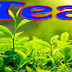 Tea plant Essay In English 
