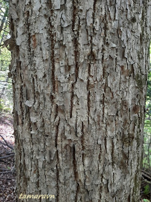 Липа амурская (Tilia amurensis)