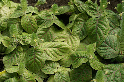 Fittonia gigantea - Giant Leaved Nerve Plant care and culture