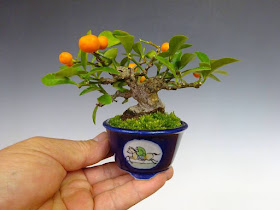 bonsai mini8